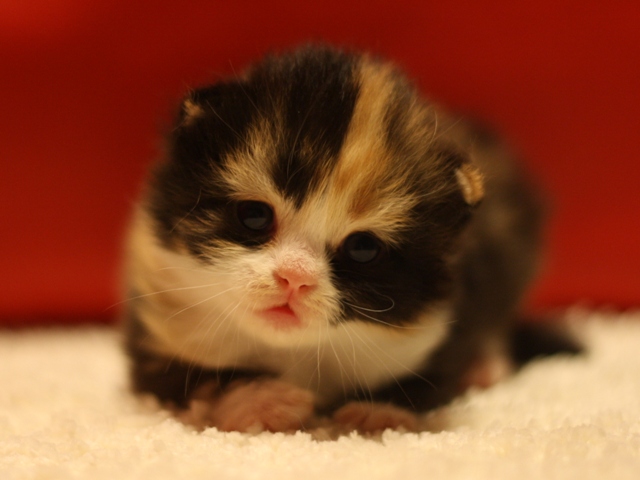 スコティッシュフォールドの子猫画像