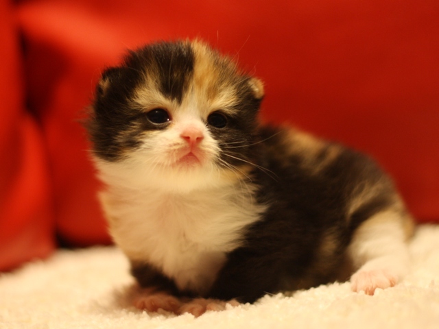 スコティッシュフォールドの子猫画像