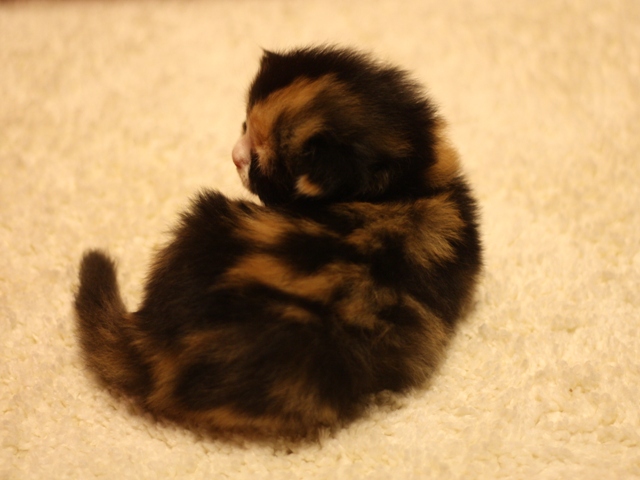 スコティッシュフォールドの子猫画像