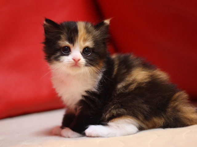 スコティッシュフォールドの子猫画像