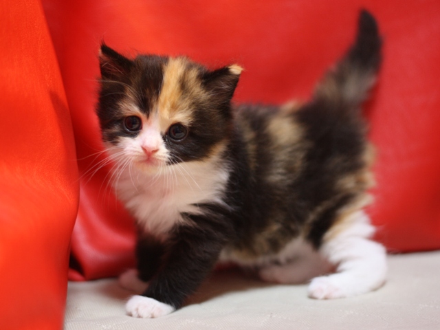 スコティッシュフォールドの子猫画像