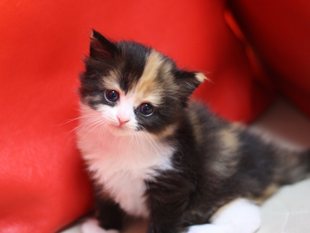 スコティッシュフォールドの子猫画像