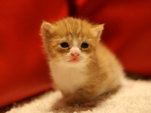 スコティッシュフォールドの子猫画像