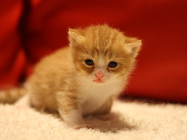 スコティッシュフォールドの子猫画像