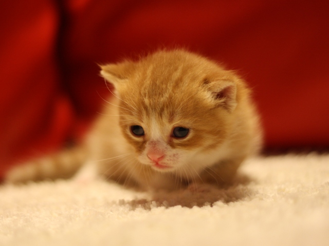 スコティッシュフォールドの子猫画像