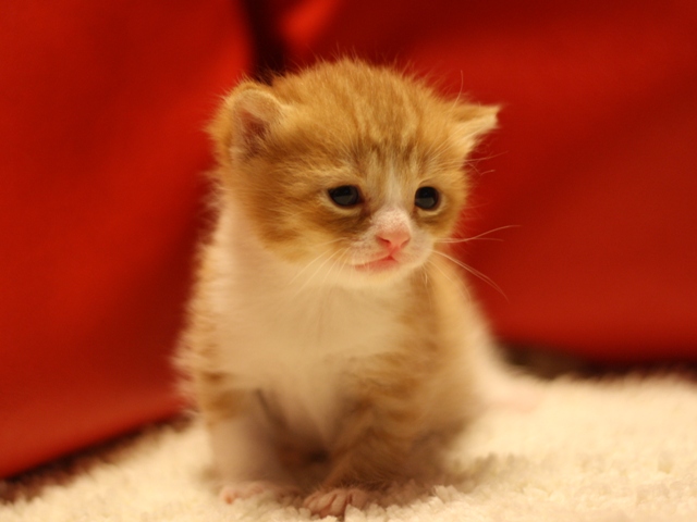 スコティッシュフォールドの子猫画像