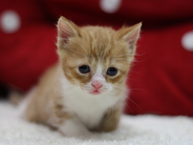 スコティッシュフォールドの子猫画像