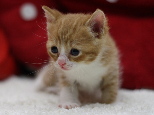 スコティッシュフォールドの子猫画像