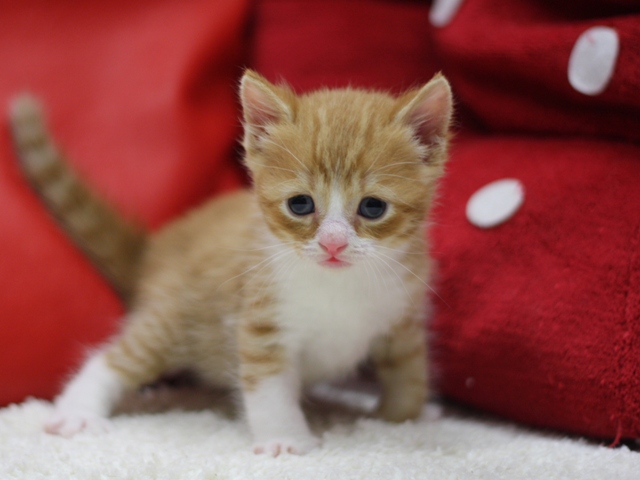 スコティッシュフォールドの子猫画像