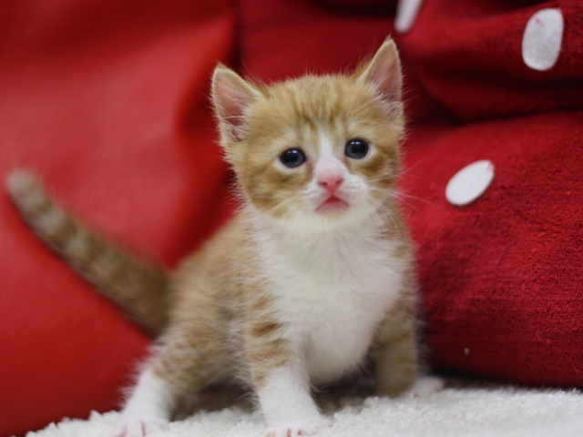 スコティッシュフォールドの子猫画像
