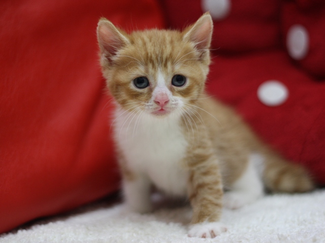スコティッシュフォールドの子猫画像