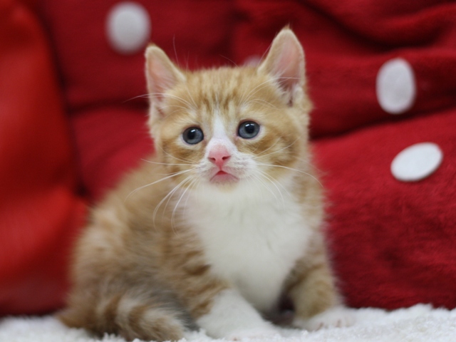 スコティッシュフォールドの子猫画像