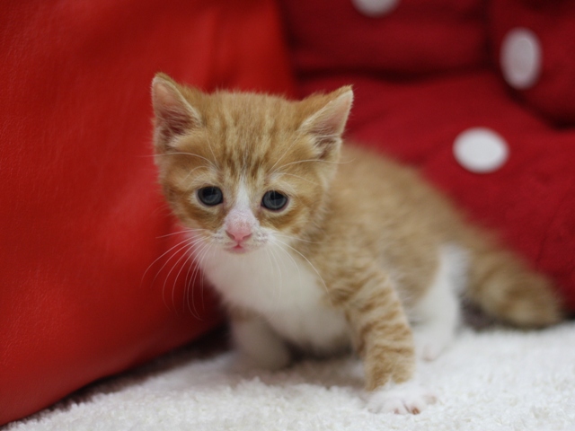 スコティッシュフォールドの子猫画像