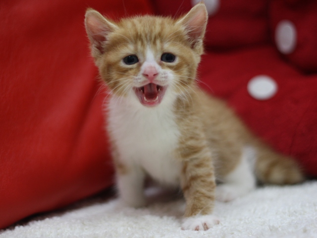 スコティッシュフォールドの子猫画像