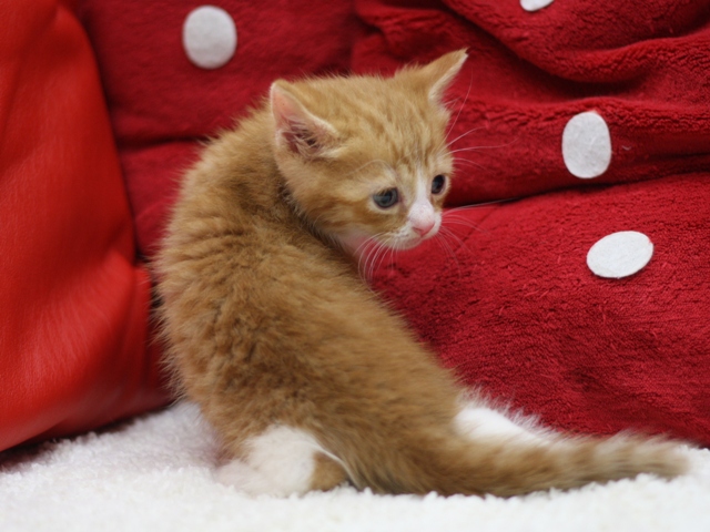 スコティッシュフォールドの子猫画像