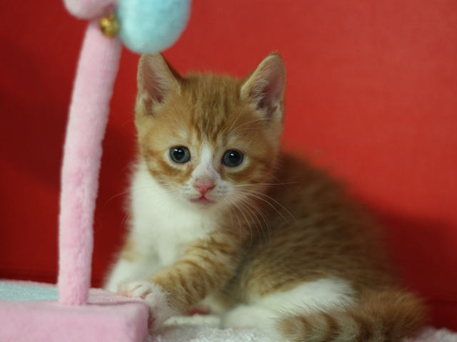 スコティッシュフォールドの子猫画像