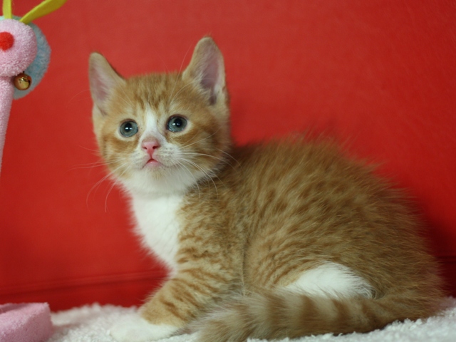 スコティッシュフォールドの子猫画像