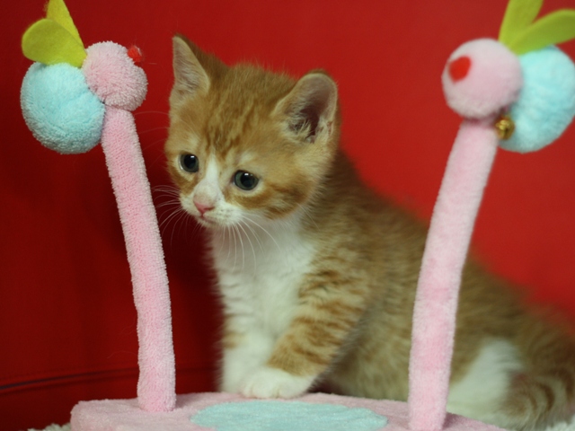 スコティッシュフォールドの子猫画像