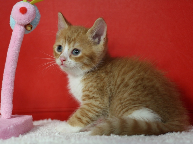 スコティッシュフォールドの子猫画像