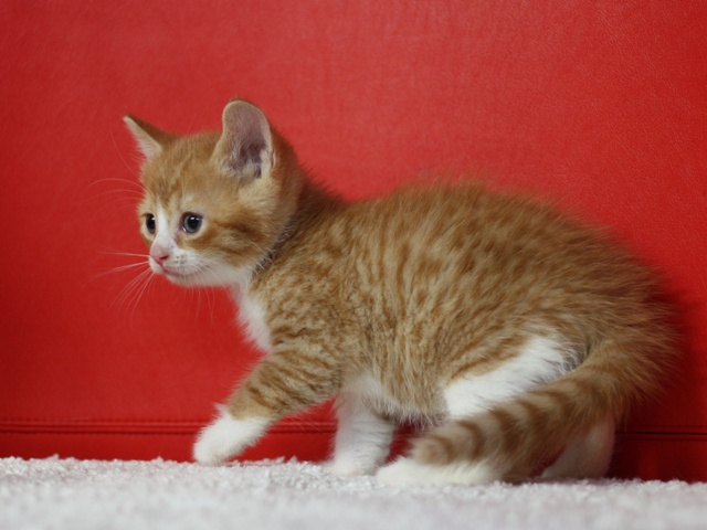スコティッシュフォールドの子猫画像