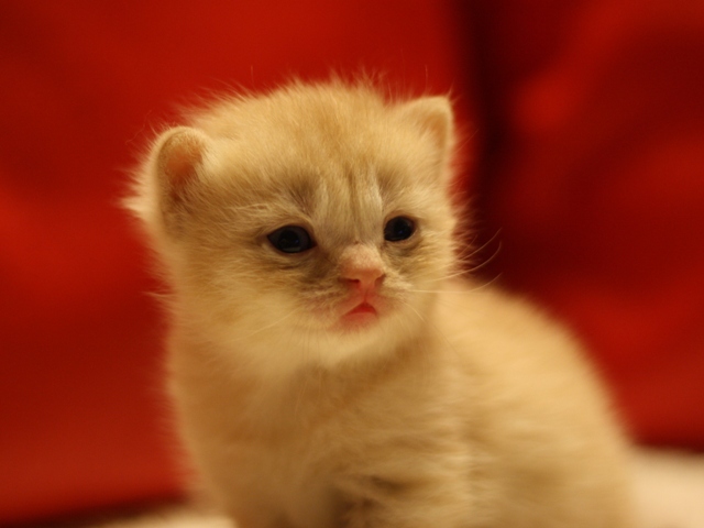 スコティッシュフォールドの子猫画像