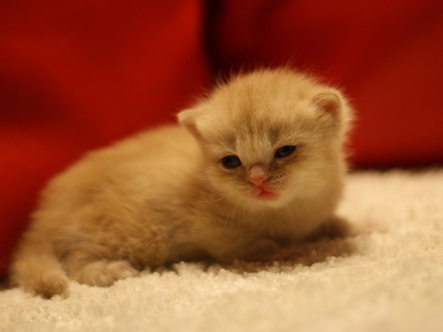 スコティッシュフォールドの子猫画像