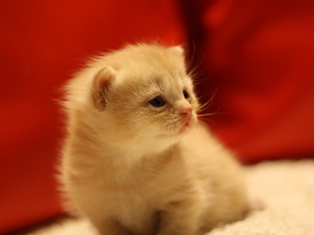 スコティッシュフォールドの子猫画像