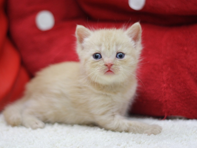 スコティッシュフォールドの子猫画像