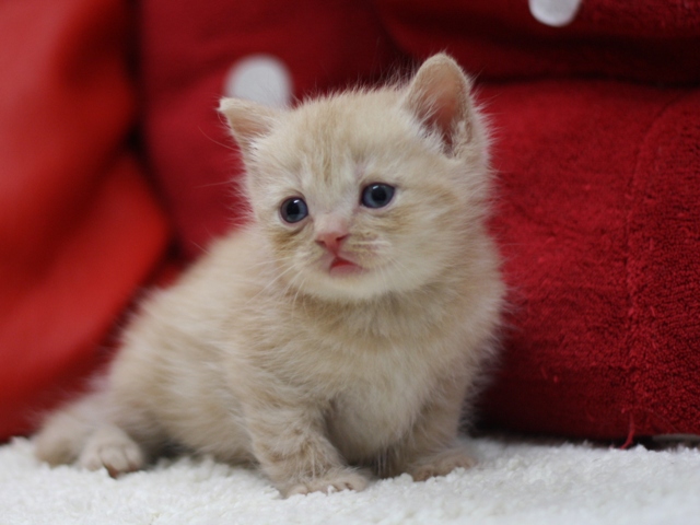 スコティッシュフォールドの子猫画像