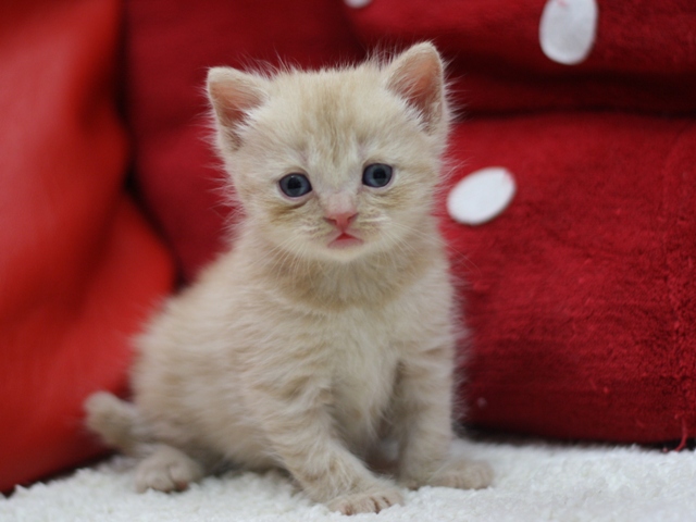 スコティッシュフォールドの子猫画像