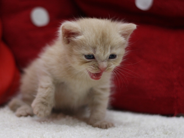 スコティッシュフォールドの子猫画像