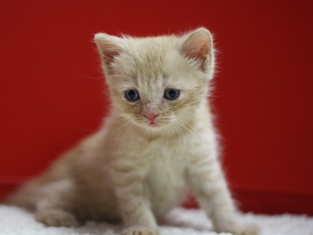 スコティッシュフォールドの子猫画像