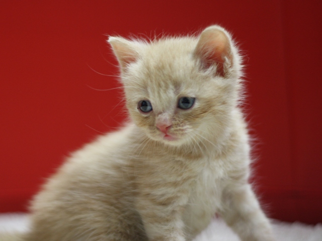 スコティッシュフォールドの子猫画像