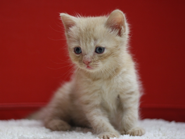スコティッシュフォールドの子猫画像
