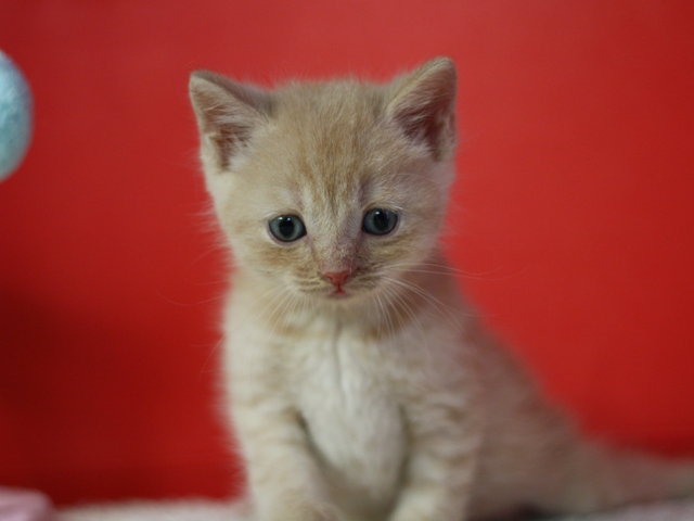 スコティッシュフォールドの子猫画像