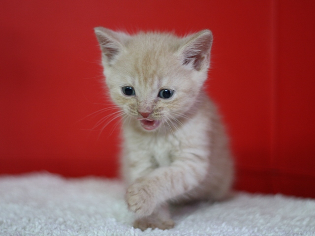 スコティッシュフォールドの子猫画像
