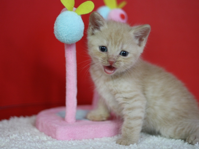 スコティッシュフォールドの子猫画像