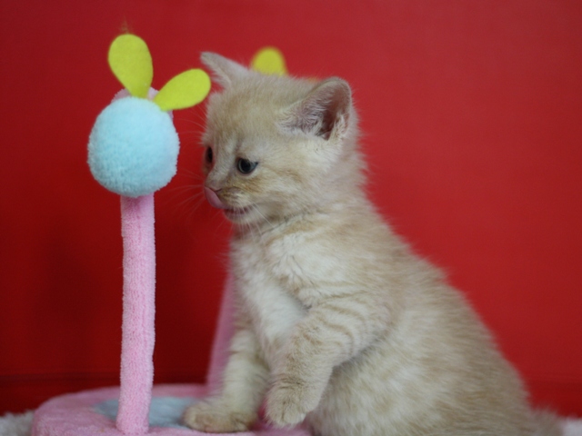 スコティッシュフォールドの子猫画像