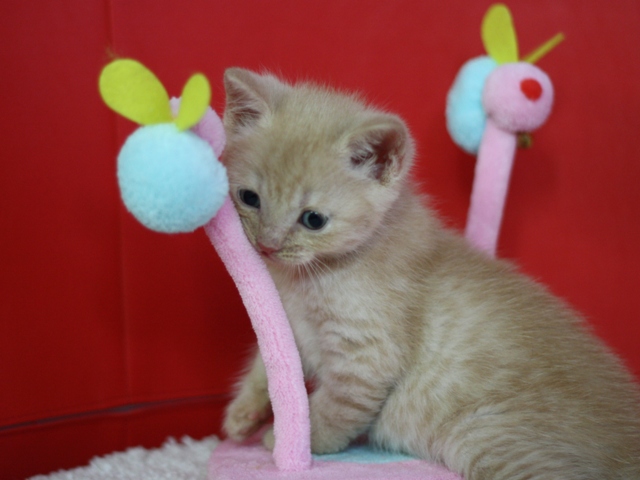 スコティッシュフォールドの子猫画像