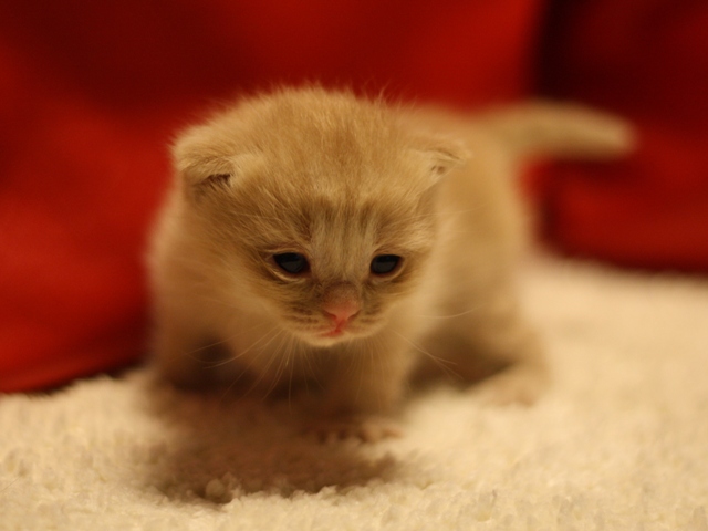 スコティッシュフォールドの子猫画像