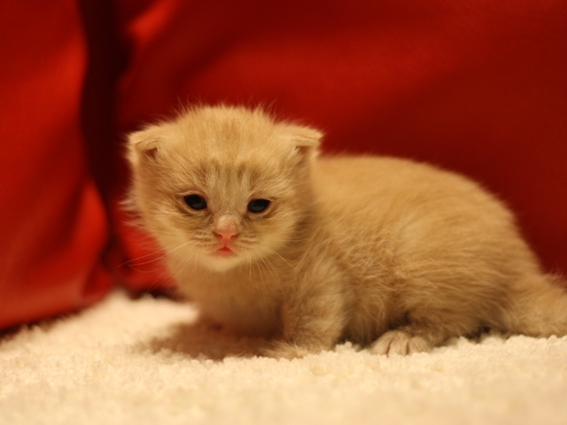 スコティッシュフォールドの子猫画像