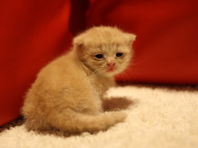 スコティッシュフォールドの子猫画像