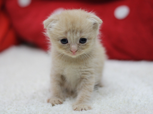 スコティッシュフォールドの子猫画像