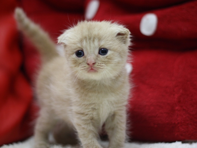 スコティッシュフォールドの子猫画像