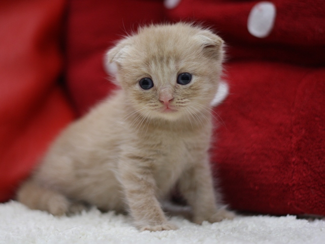スコティッシュフォールドの子猫画像