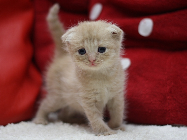 スコティッシュフォールドの子猫画像