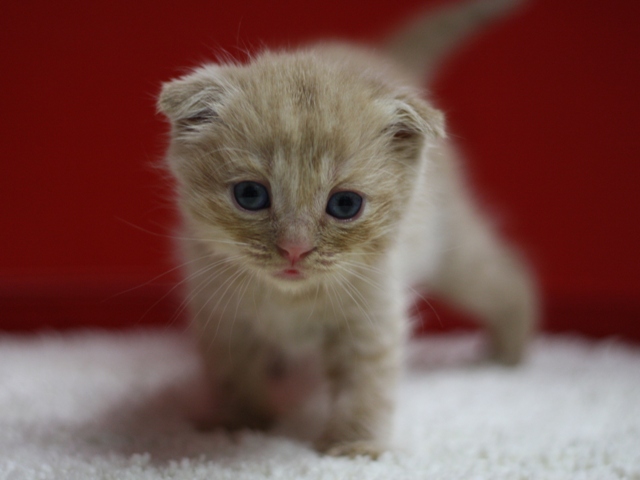 スコティッシュフォールドの子猫画像