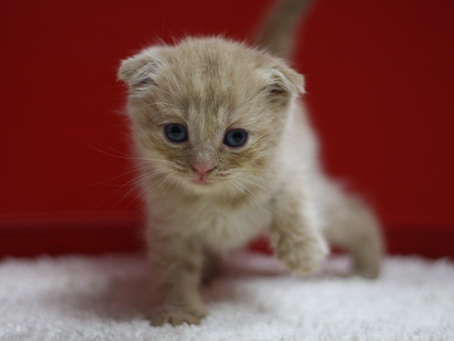 スコティッシュフォールドの子猫画像