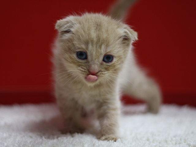 スコティッシュフォールドの子猫画像
