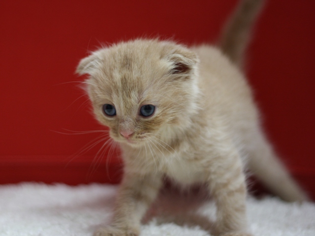 スコティッシュフォールドの子猫画像